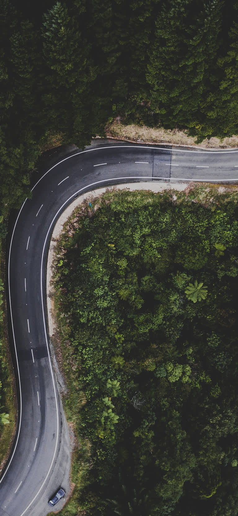 鸟瞰森林中蜿蜒的道路