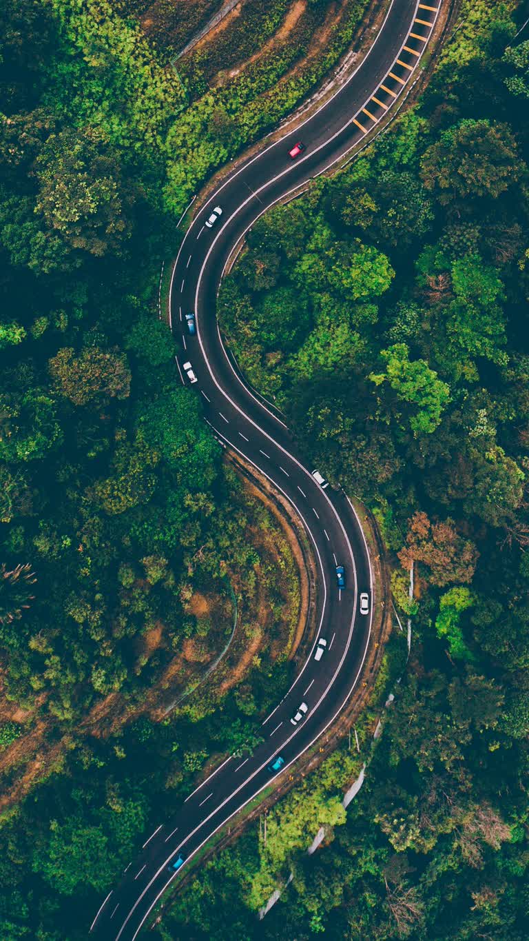 鸟瞰森林中蜿蜒的道路