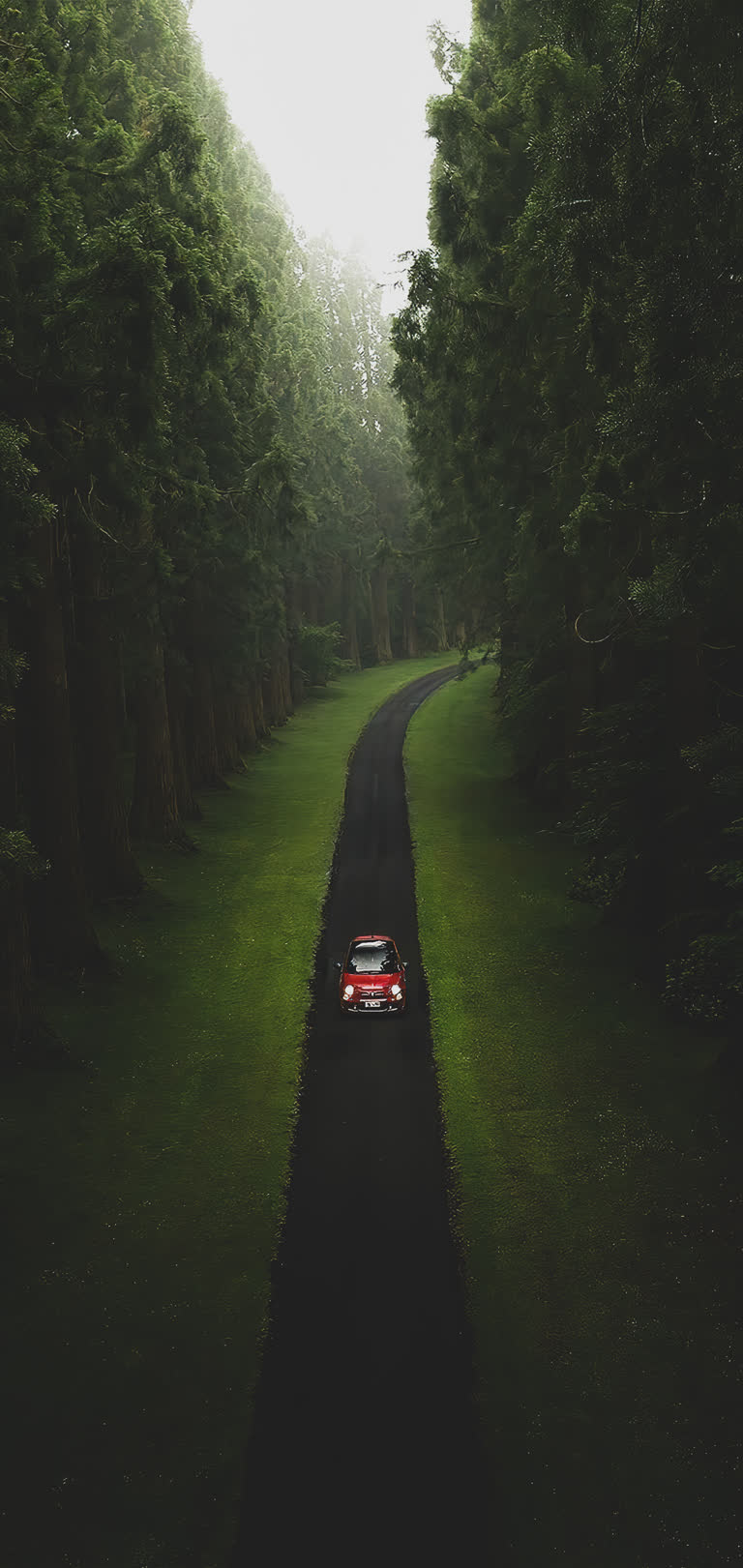 有一辆汽车在树林里沿着路行驶