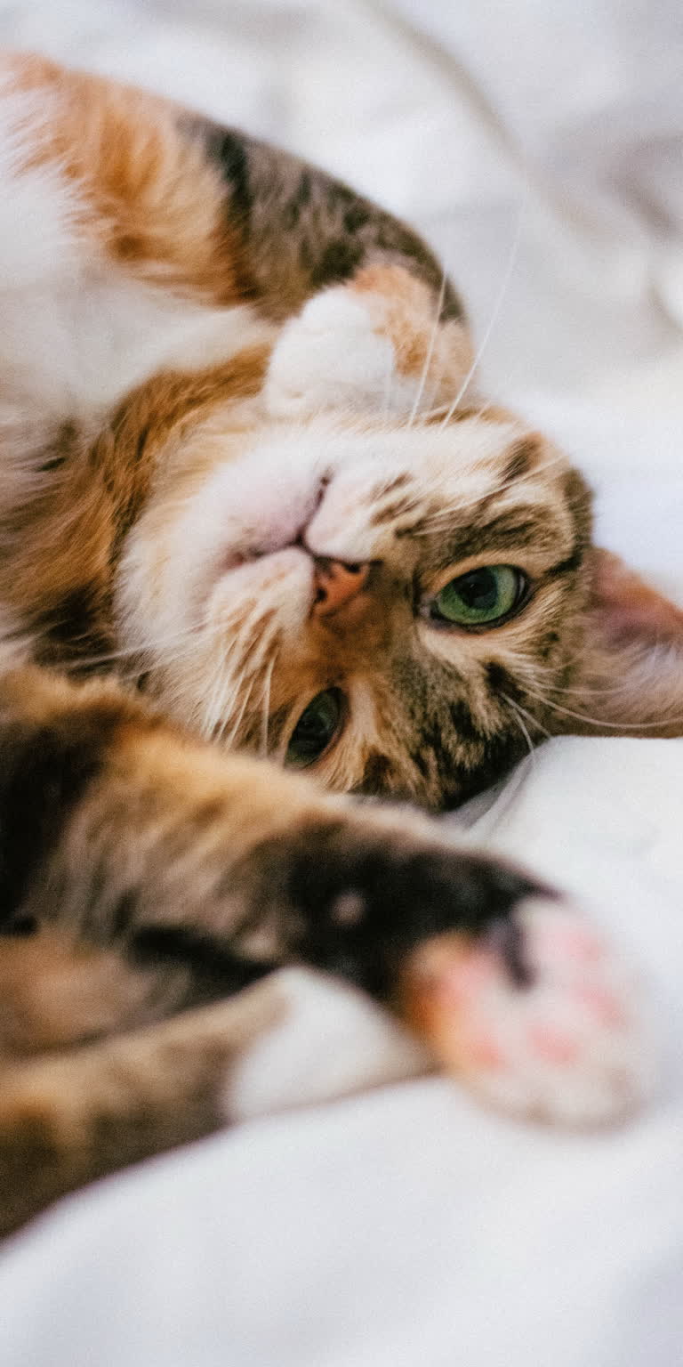 有一只猫仰卧在床上