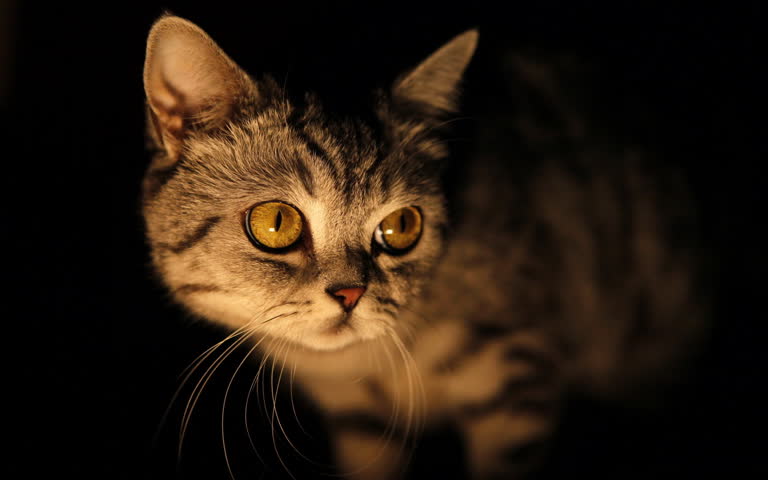 有一只猫在黑暗中看着相机