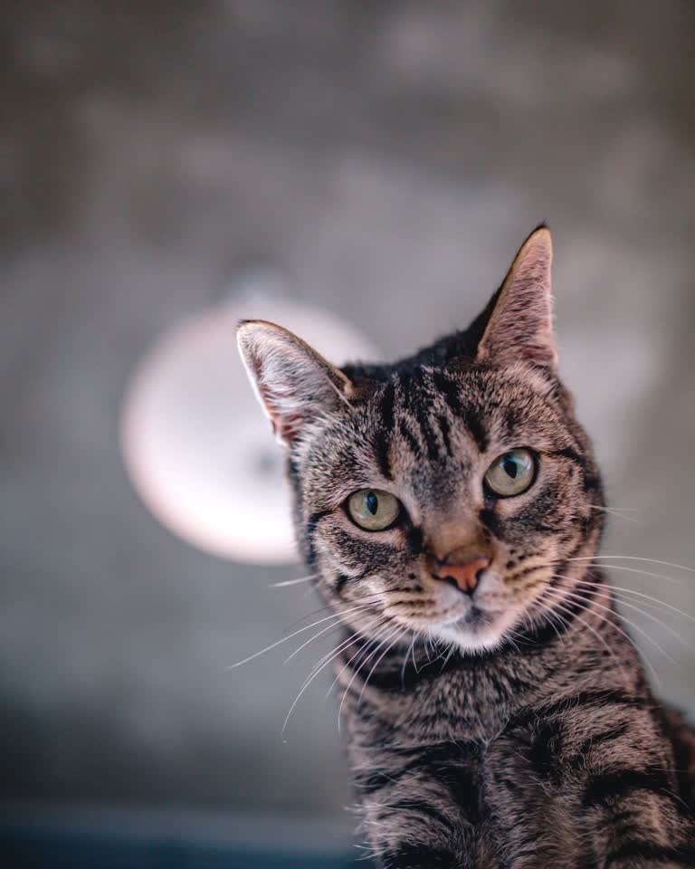 有一只猫坐在桌子上看着镜头