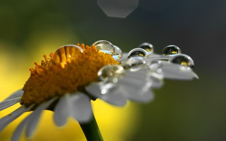 有一朵花的特写,上面有水滴