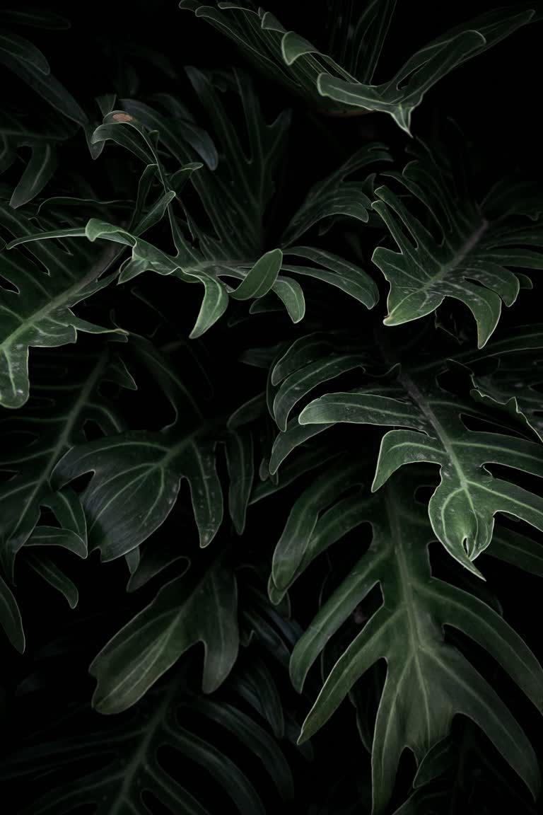 有一张绿叶植物的特写图