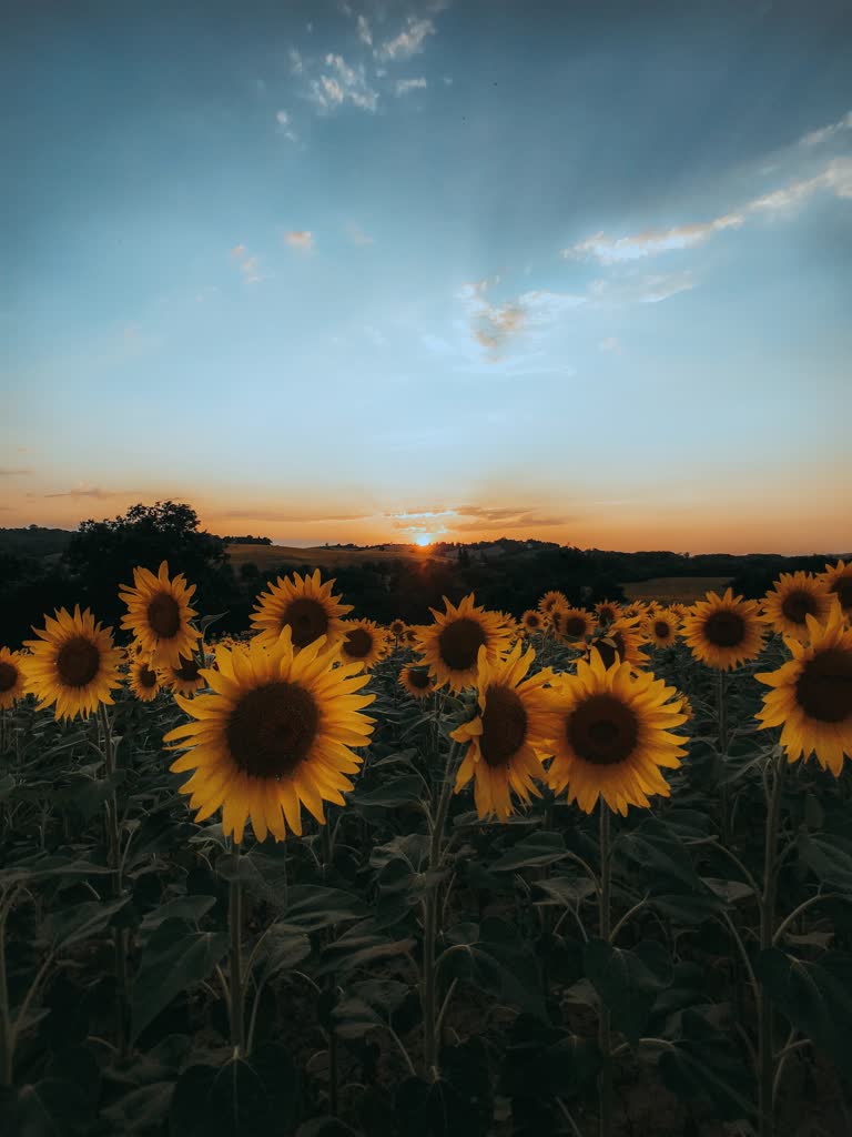 有一片向日葵田,背景是夕阳西下