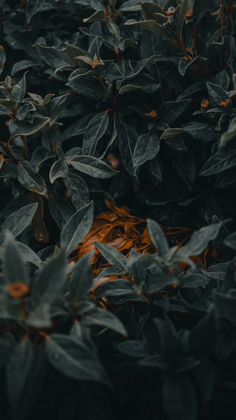 树叶丛中间有一个消防栓