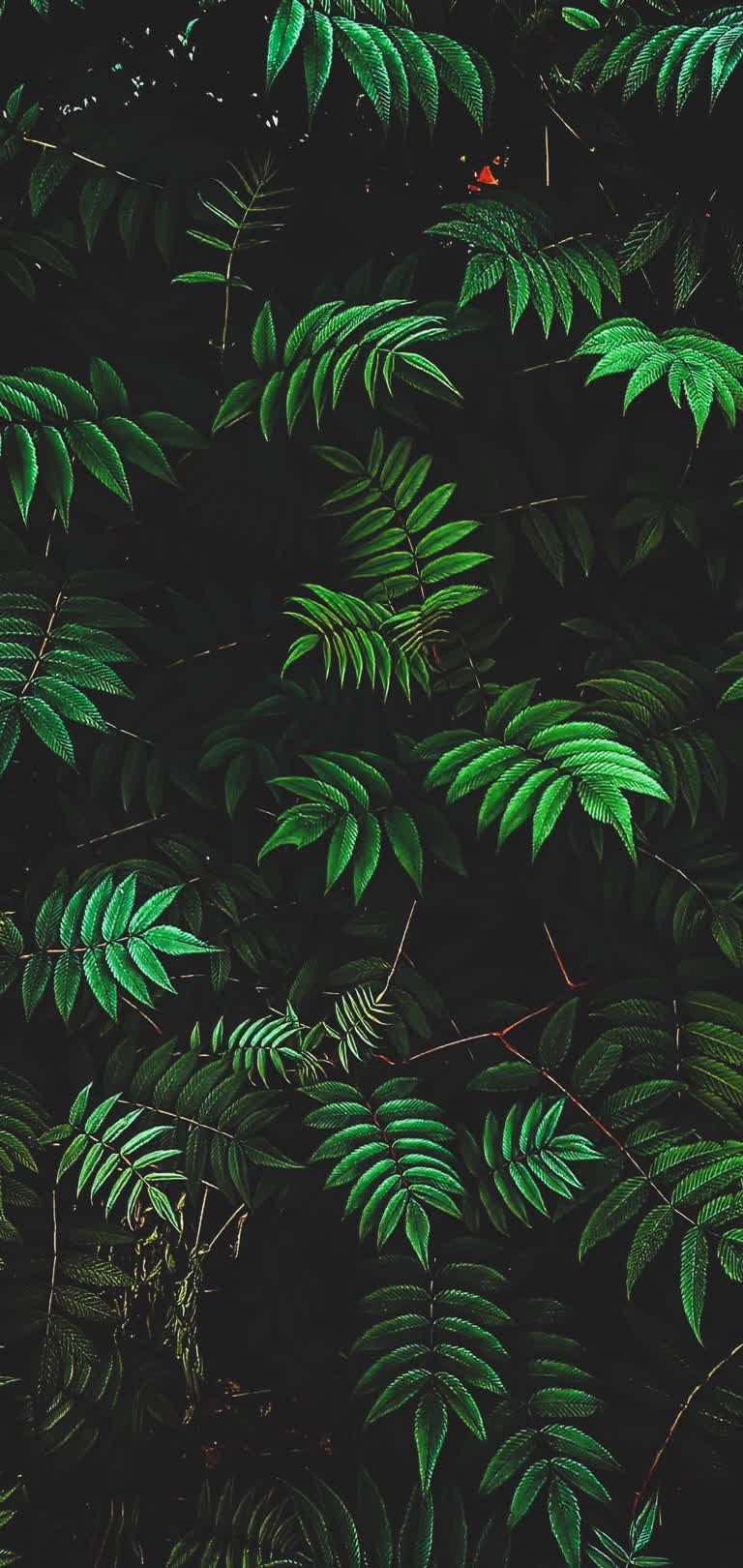 树枝上有很多绿叶