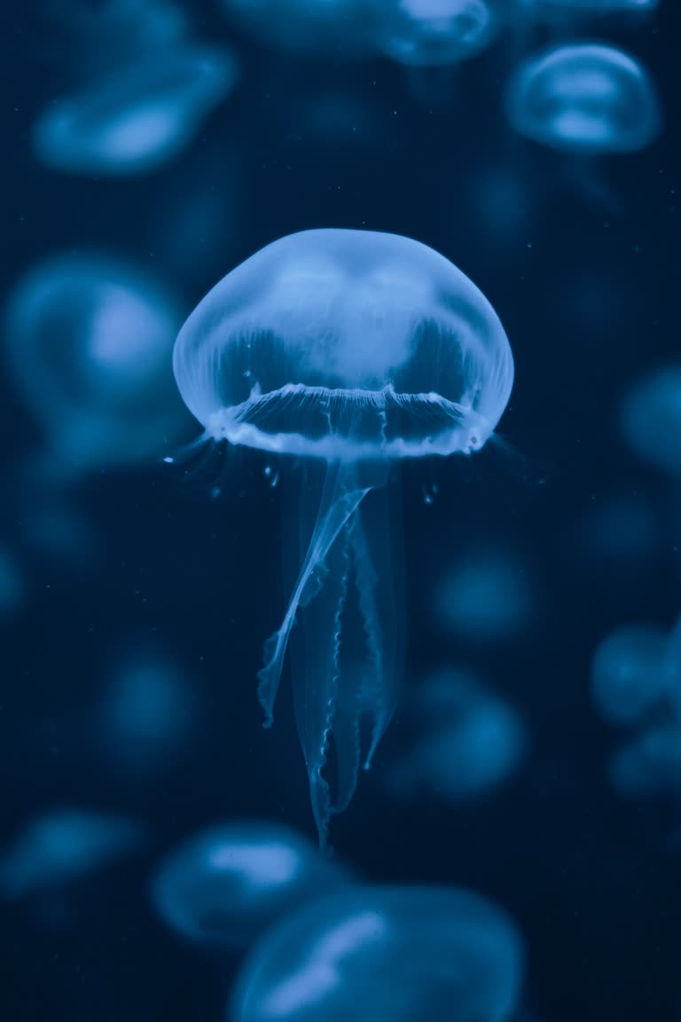 水里漂浮着一只水母,水母很多