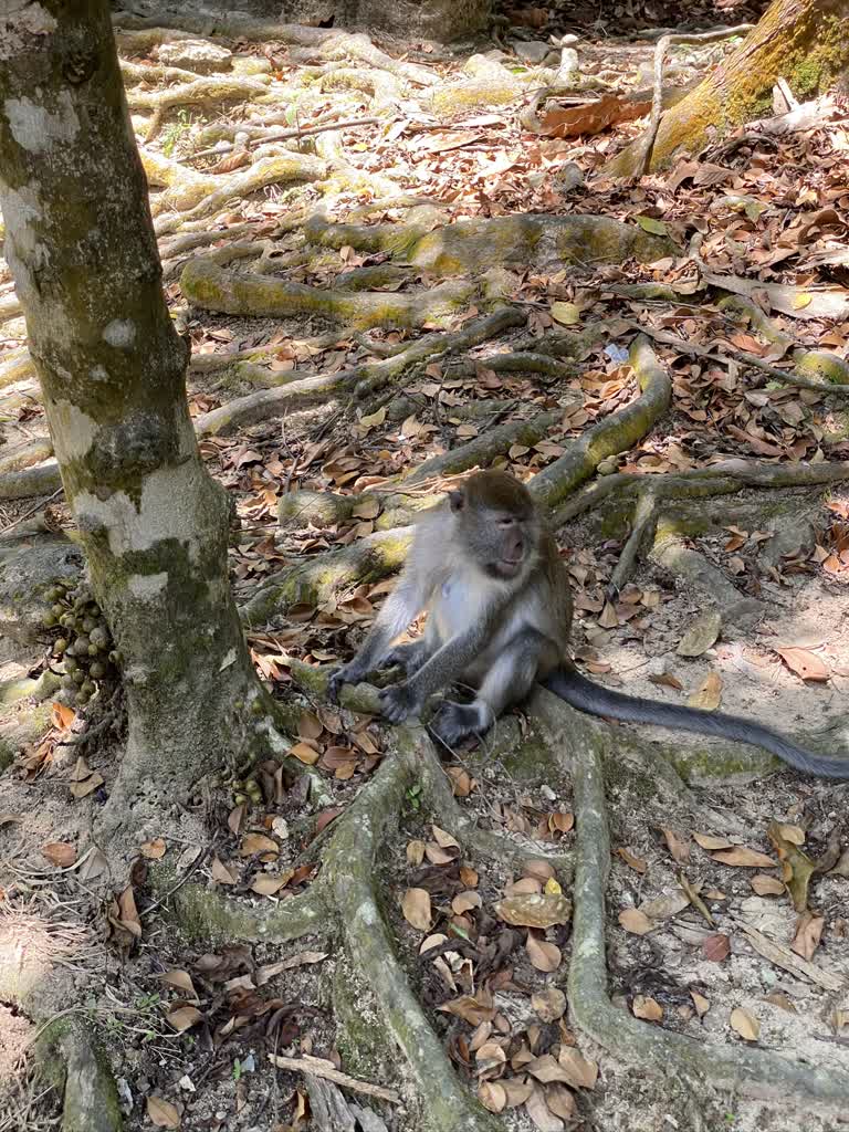 有一只猴子坐在树旁的地上
