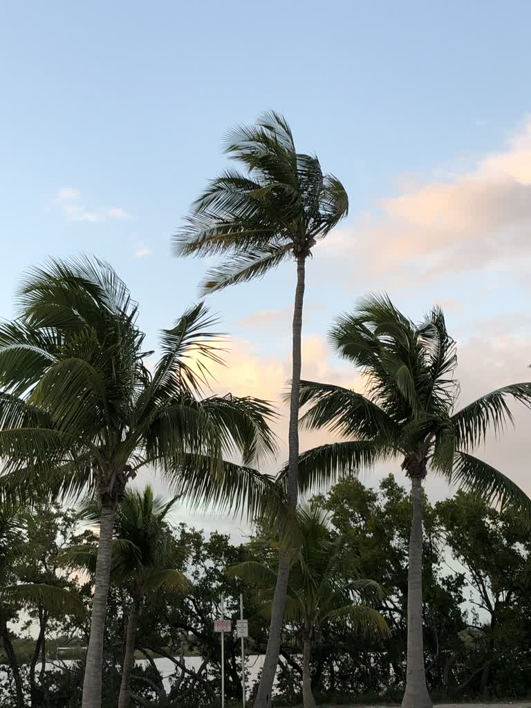 棕榈树在靠近海边的海滩上随风飘扬