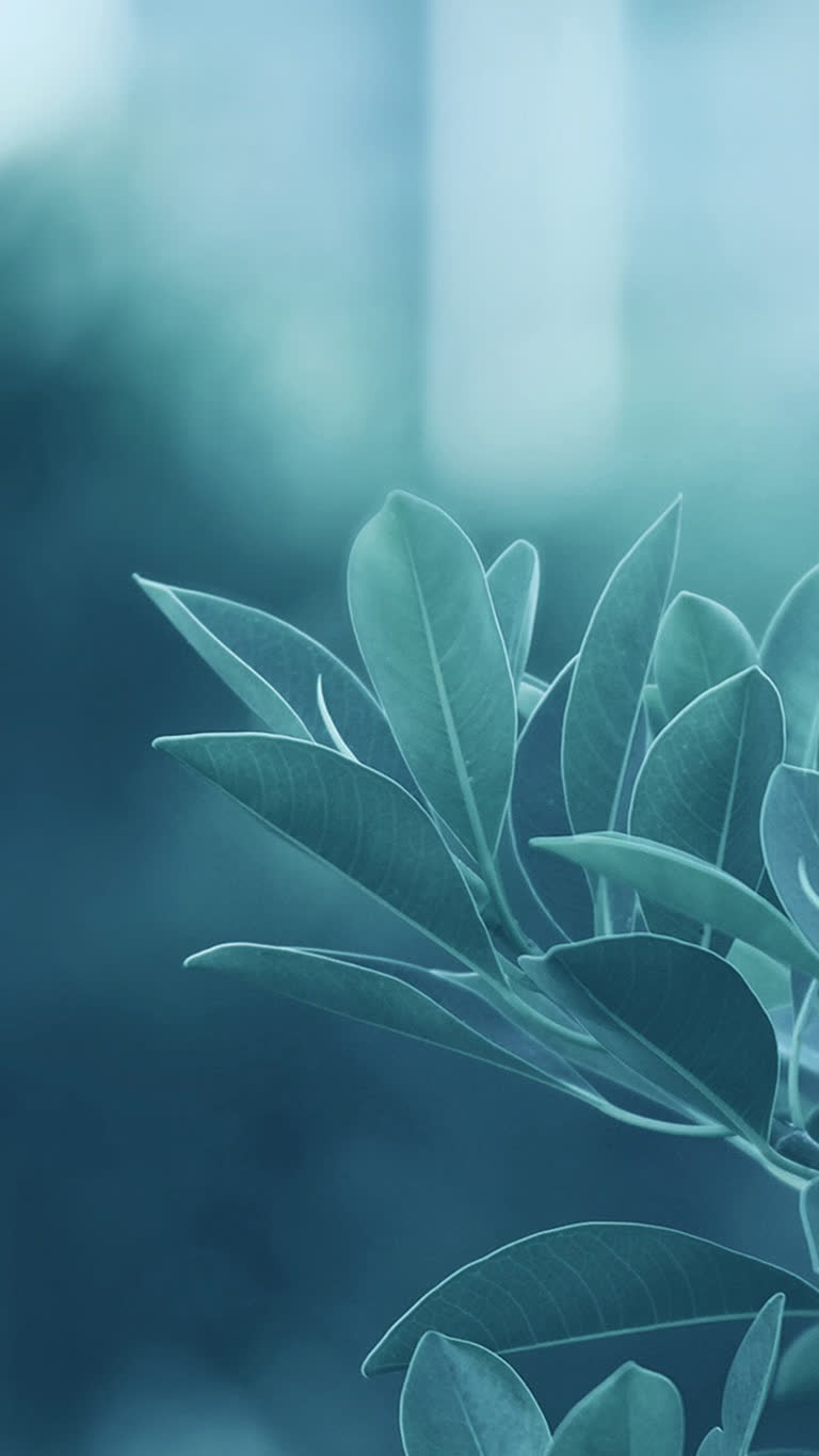 这是一张带叶子的植物的特写照片