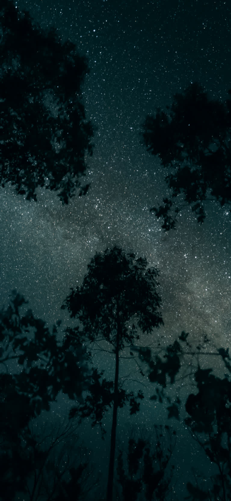 有一张夜空的图画,有星星和树木