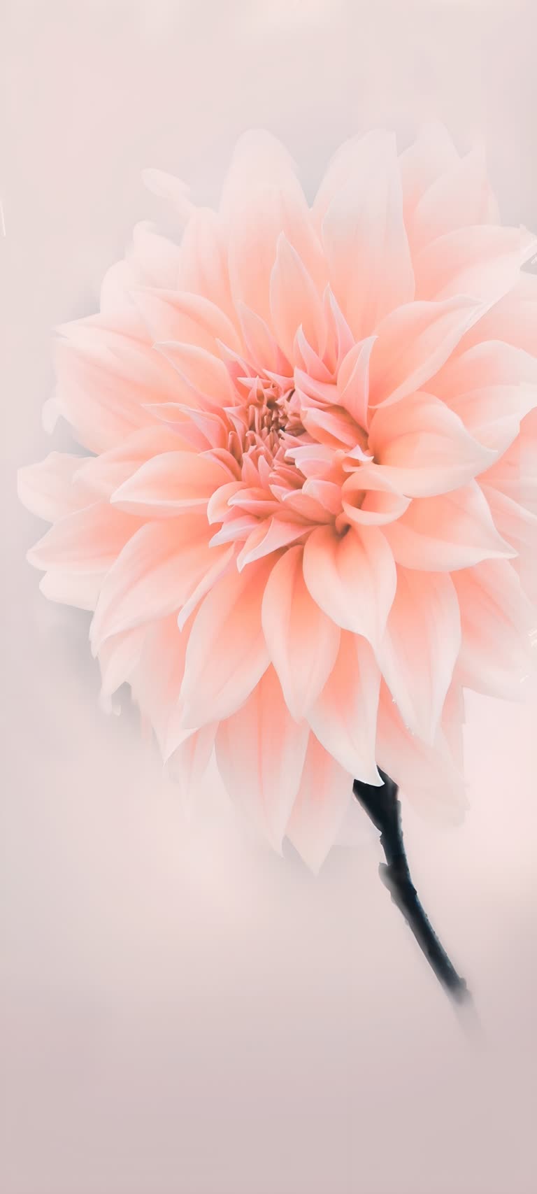 桌子上的花瓶里有一朵粉红色的花