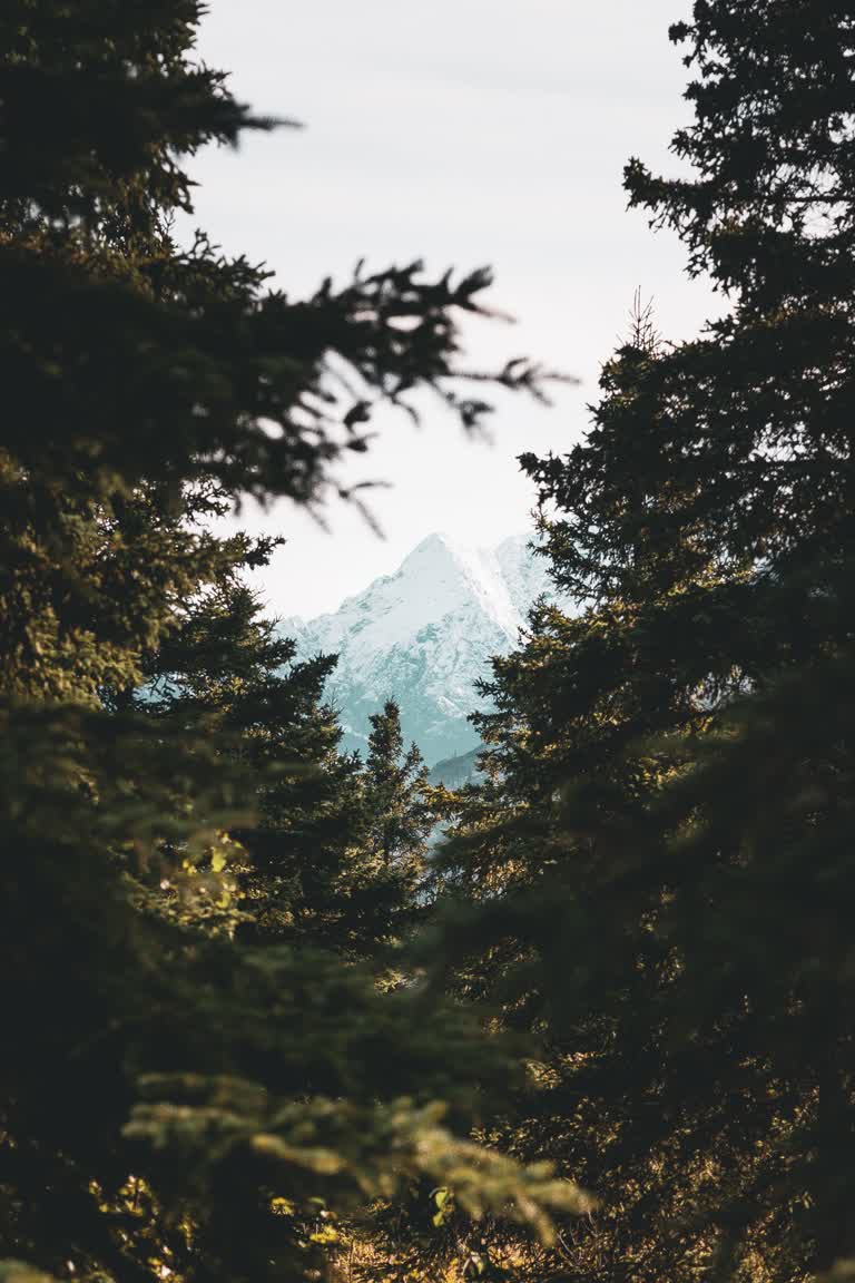 透过树林可以看到一座山
